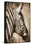 African Animals II - Sepia-Eric Yang-Framed Stretched Canvas