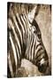 African Animals II - Sepia-Eric Yang-Stretched Canvas