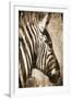 African Animals II - Sepia-Eric Yang-Framed Art Print