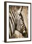 African Animals II - Sepia-Eric Yang-Framed Art Print