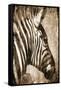 African Animals II - Sepia-Eric Yang-Framed Stretched Canvas