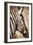 African Animals II - Sepia-Eric Yang-Framed Art Print