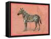 African Animals on Coral IV-Studio W-Framed Stretched Canvas