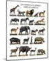 African Animals-null-Mounted Art Print