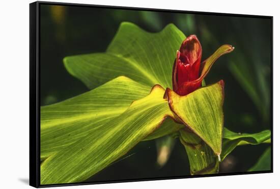 African arrowroot plant-William Perry-Framed Stretched Canvas