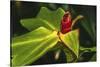 African arrowroot plant-William Perry-Stretched Canvas