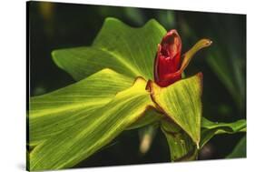 African arrowroot plant-William Perry-Stretched Canvas