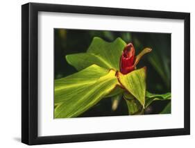 African arrowroot plant-William Perry-Framed Photographic Print
