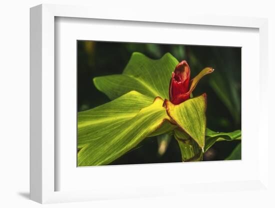 African arrowroot plant-William Perry-Framed Photographic Print