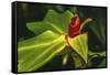 African arrowroot plant-William Perry-Framed Stretched Canvas