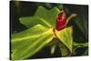 African arrowroot plant-William Perry-Stretched Canvas