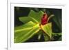 African arrowroot plant-William Perry-Framed Photographic Print