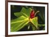 African arrowroot plant-William Perry-Framed Photographic Print