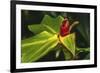 African arrowroot plant-William Perry-Framed Photographic Print