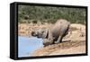 African Baby Elephant Drinking (Loxodonta Africana) at Hapoor Waterhole-Ann and Steve Toon-Framed Stretched Canvas