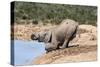 African Baby Elephant Drinking (Loxodonta Africana) at Hapoor Waterhole-Ann and Steve Toon-Stretched Canvas