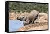 African Baby Elephant Drinking (Loxodonta Africana) at Hapoor Waterhole-Ann and Steve Toon-Framed Stretched Canvas