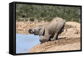 African Baby Elephant Drinking (Loxodonta Africana) at Hapoor Waterhole-Ann and Steve Toon-Framed Stretched Canvas