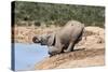 African Baby Elephant Drinking (Loxodonta Africana) at Hapoor Waterhole-Ann and Steve Toon-Stretched Canvas