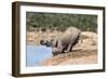 African Baby Elephant Drinking (Loxodonta Africana) at Hapoor Waterhole-Ann and Steve Toon-Framed Photographic Print