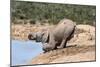 African Baby Elephant Drinking (Loxodonta Africana) at Hapoor Waterhole-Ann and Steve Toon-Mounted Photographic Print