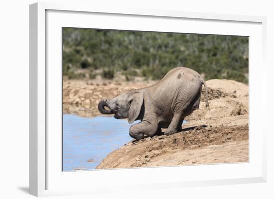 African Baby Elephant Drinking (Loxodonta Africana) at Hapoor Waterhole-Ann and Steve Toon-Framed Photographic Print