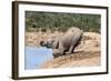 African Baby Elephant Drinking (Loxodonta Africana) at Hapoor Waterhole-Ann and Steve Toon-Framed Photographic Print