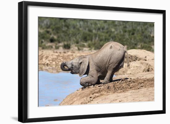 African Baby Elephant Drinking (Loxodonta Africana) at Hapoor Waterhole-Ann and Steve Toon-Framed Photographic Print