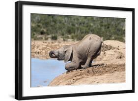 African Baby Elephant Drinking (Loxodonta Africana) at Hapoor Waterhole-Ann and Steve Toon-Framed Photographic Print
