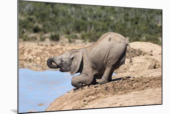 African Baby Elephant Drinking (Loxodonta Africana) at Hapoor Waterhole-Ann and Steve Toon-Mounted Photographic Print