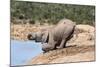 African Baby Elephant Drinking (Loxodonta Africana) at Hapoor Waterhole-Ann and Steve Toon-Mounted Photographic Print