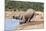 African Baby Elephant Drinking (Loxodonta Africana) at Hapoor Waterhole-Ann and Steve Toon-Mounted Photographic Print