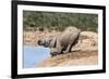 African Baby Elephant Drinking (Loxodonta Africana) at Hapoor Waterhole-Ann and Steve Toon-Framed Photographic Print