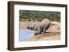 African Baby Elephant Drinking (Loxodonta Africana) at Hapoor Waterhole-Ann and Steve Toon-Framed Photographic Print