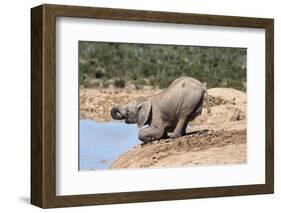 African Baby Elephant Drinking (Loxodonta Africana) at Hapoor Waterhole-Ann and Steve Toon-Framed Photographic Print