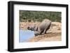 African Baby Elephant Drinking (Loxodonta Africana) at Hapoor Waterhole-Ann and Steve Toon-Framed Photographic Print