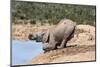 African Baby Elephant Drinking (Loxodonta Africana) at Hapoor Waterhole-Ann and Steve Toon-Mounted Photographic Print