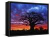 African baobab tree, Tarangire National Park, Tanzania-Adam Jones-Framed Stretched Canvas