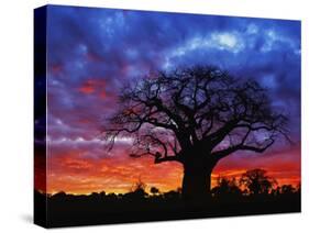 African baobab tree, Tarangire National Park, Tanzania-Adam Jones-Stretched Canvas