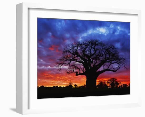 African baobab tree, Tarangire National Park, Tanzania-Adam Jones-Framed Photographic Print