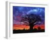 African baobab tree, Tarangire National Park, Tanzania-Adam Jones-Framed Photographic Print