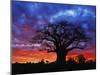 African baobab tree, Tarangire National Park, Tanzania-Adam Jones-Mounted Photographic Print