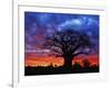 African baobab tree, Tarangire National Park, Tanzania-Adam Jones-Framed Photographic Print