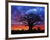 African baobab tree, Tarangire National Park, Tanzania-Adam Jones-Framed Photographic Print