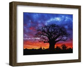 African baobab tree, Tarangire National Park, Tanzania-Adam Jones-Framed Photographic Print