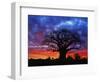 African baobab tree, Tarangire National Park, Tanzania-Adam Jones-Framed Photographic Print