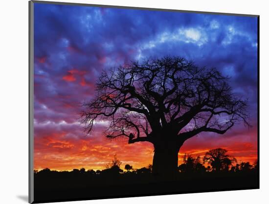 African baobab tree, Tarangire National Park, Tanzania-Adam Jones-Mounted Photographic Print