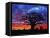 African baobab tree, Tarangire National Park, Tanzania-Adam Jones-Framed Stretched Canvas