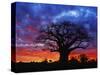 African baobab tree, Tarangire National Park, Tanzania-Adam Jones-Stretched Canvas