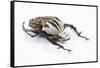 African Beetle Mecynorhina Oberthuri Kirchneri Decorata Form-Darrell Gulin-Framed Stretched Canvas